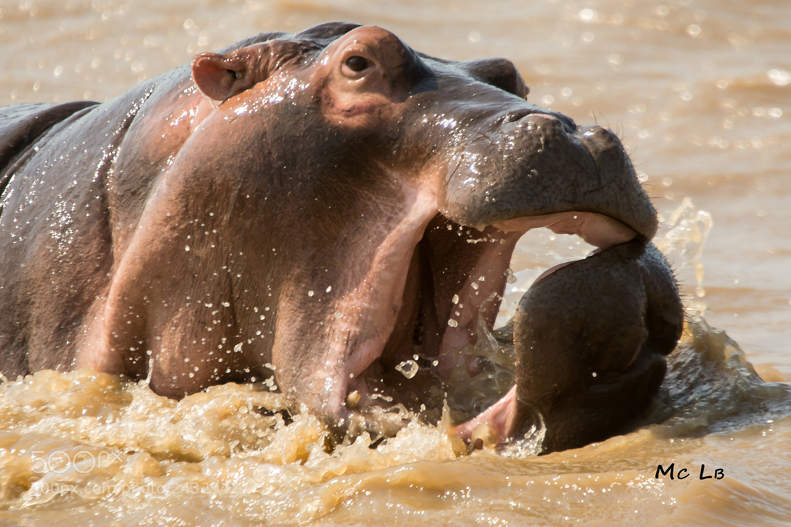 Nikon D7100 sample photo. Jeux d'hippo - lac photography