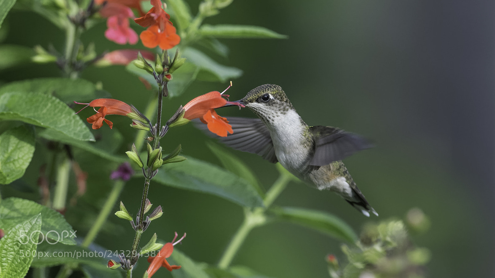 Nikon D7100 sample photo. More flowers please photography