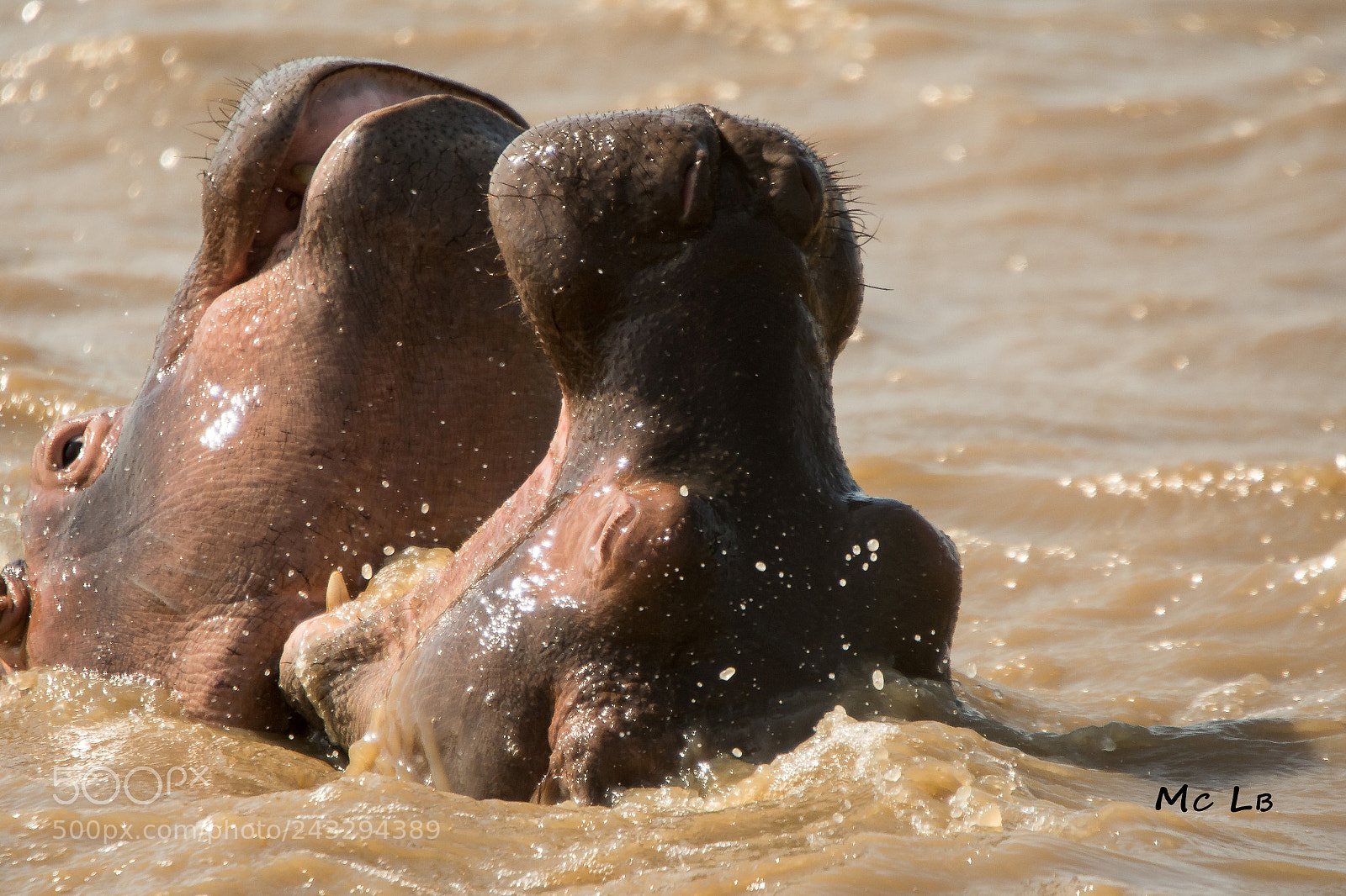 Nikon D7100 sample photo. Jeux d'hippo - lac photography