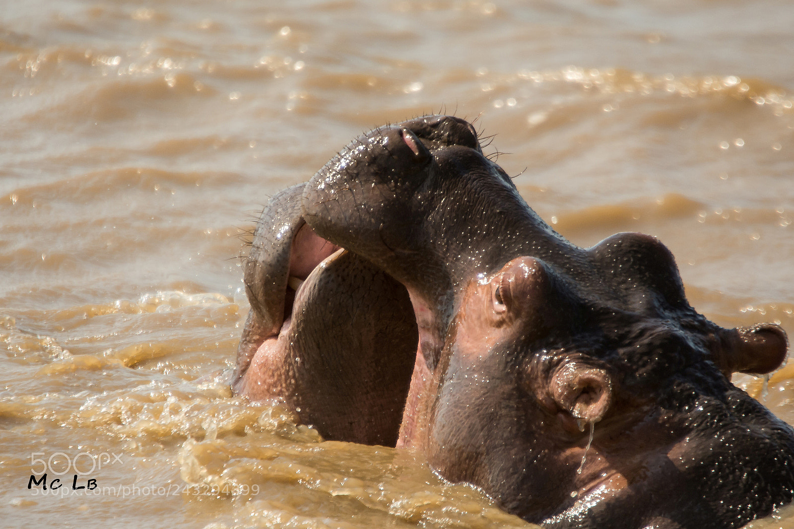 Nikon D7100 sample photo. Jeux d'hippo - lac photography