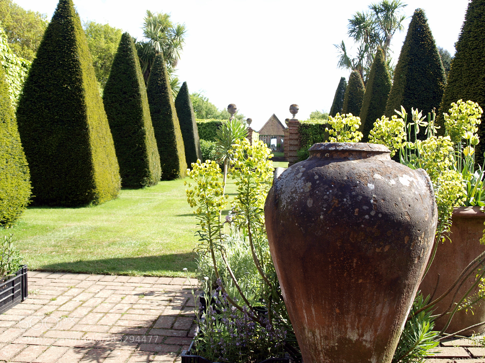 Olympus E-420 (EVOLT E-420) sample photo. Conical yews photography