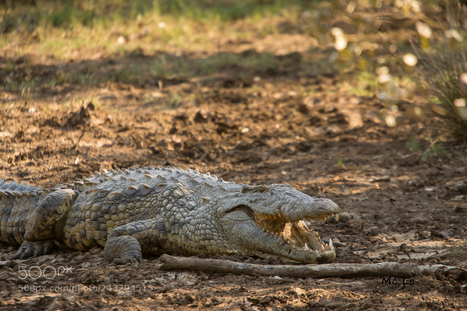 Nikon D7100 sample photo. Crocodile baille -ste lucie photography