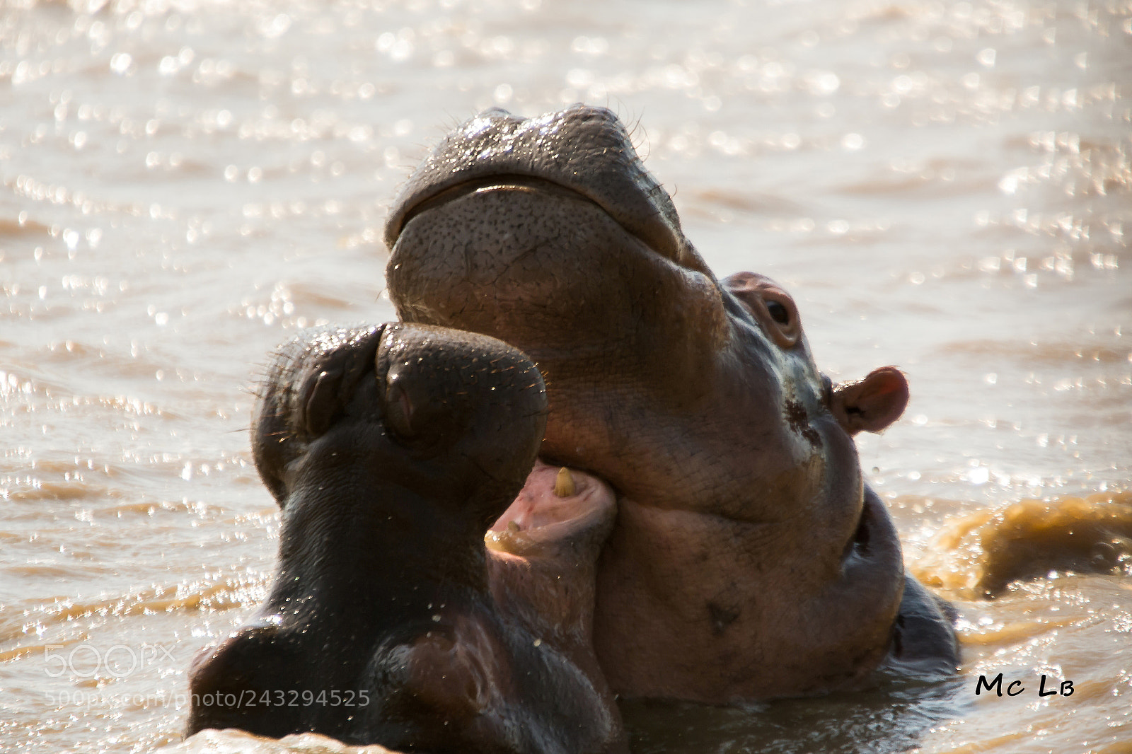 Nikon D7100 sample photo. Jeux d'hippo - lac photography