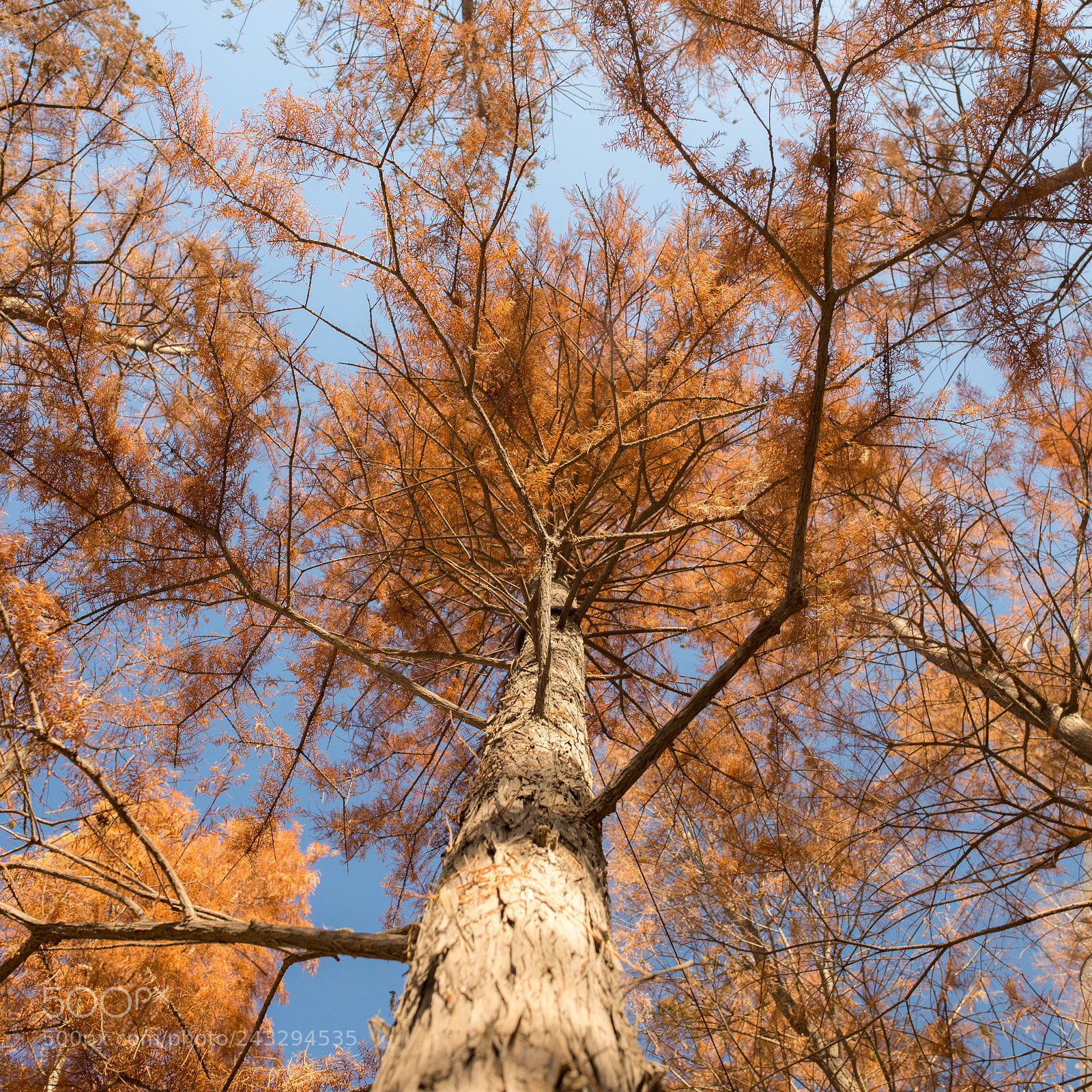 Nikon D610 sample photo. 树 photography