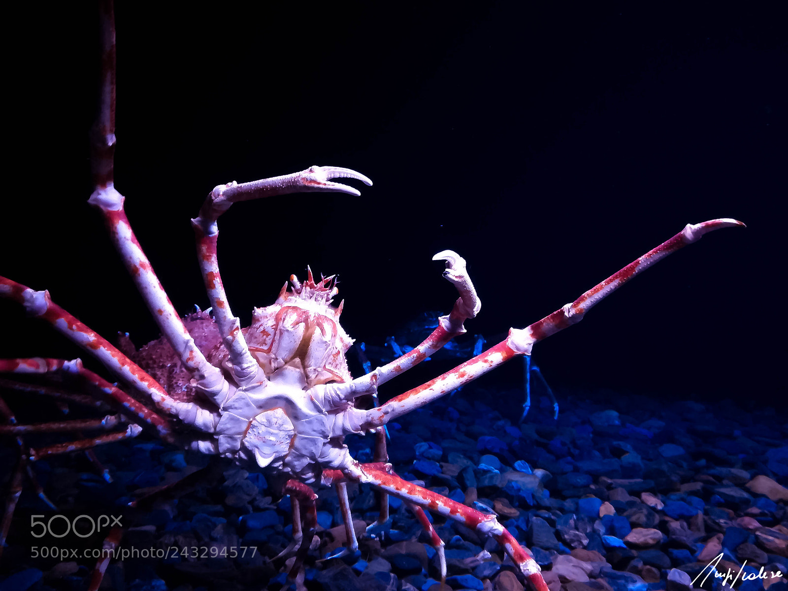HUAWEI P10 lite sample photo. Dancing crab photography