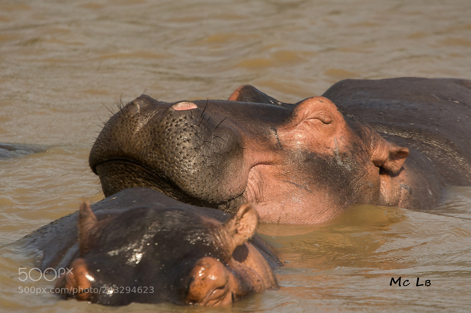Nikon D7100 sample photo. Repos d'hippo - lac photography
