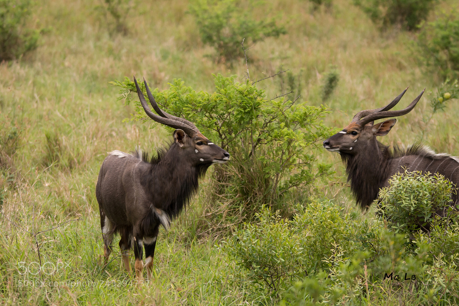 Nikon D7100 sample photo. Nyala- reserve hluhluwe umfolozi photography