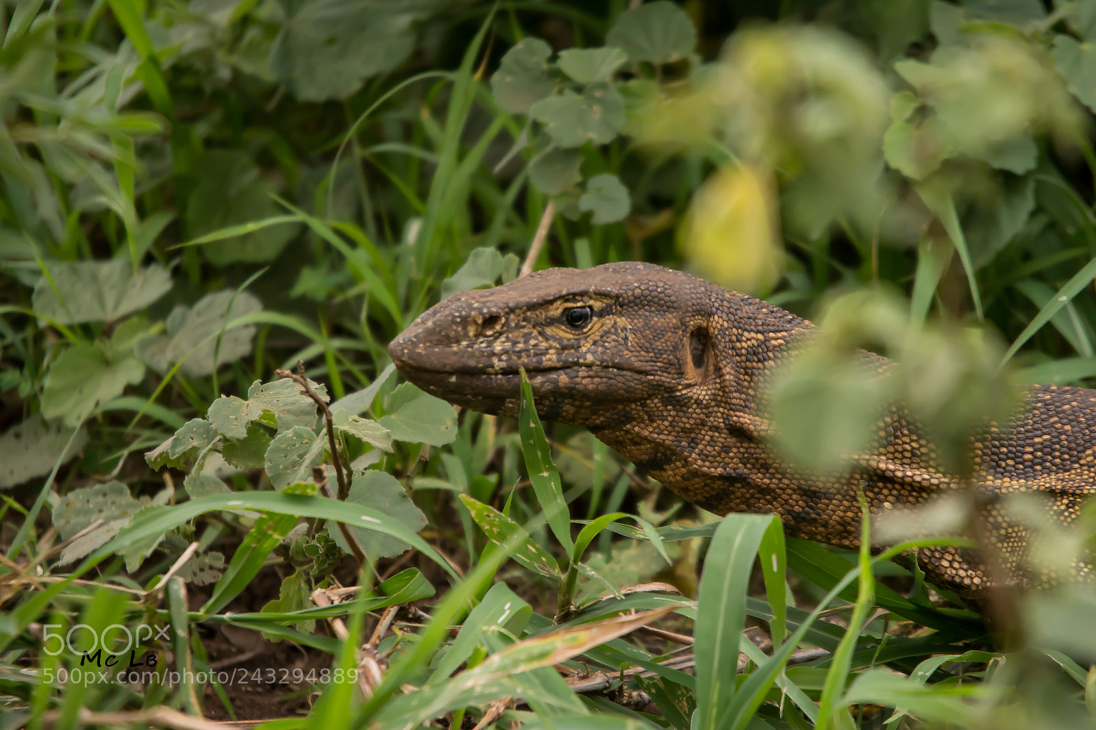 Nikon D7100 sample photo. Varan- reserve hluhluwe umfolozi photography