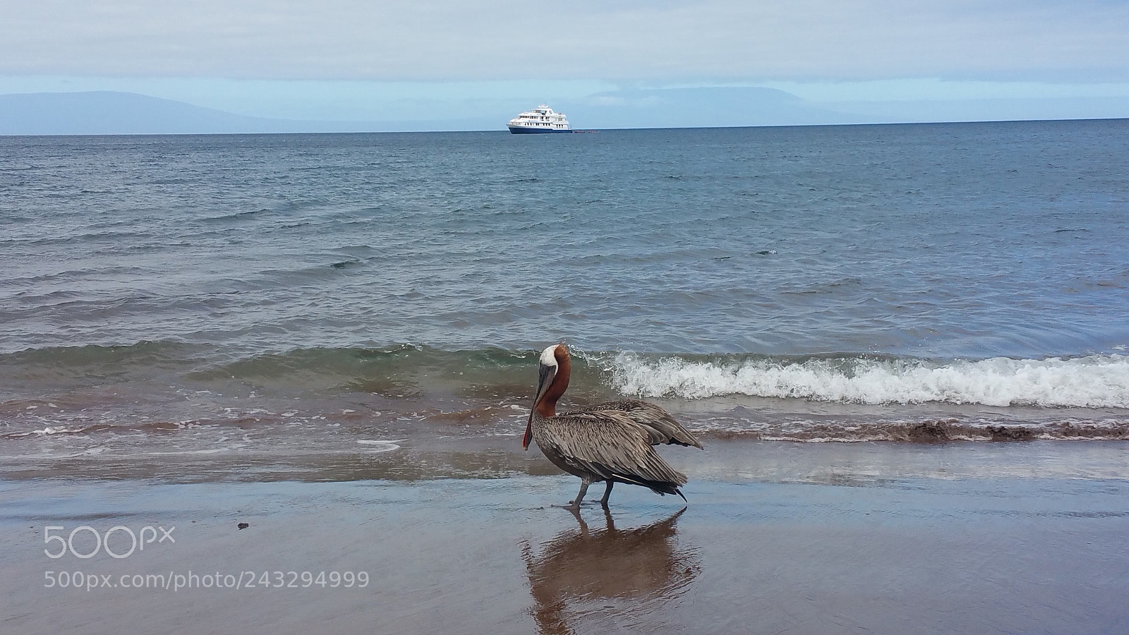 Samsung Galaxy Note Edge sample photo. Galapagos islands pelican at photography