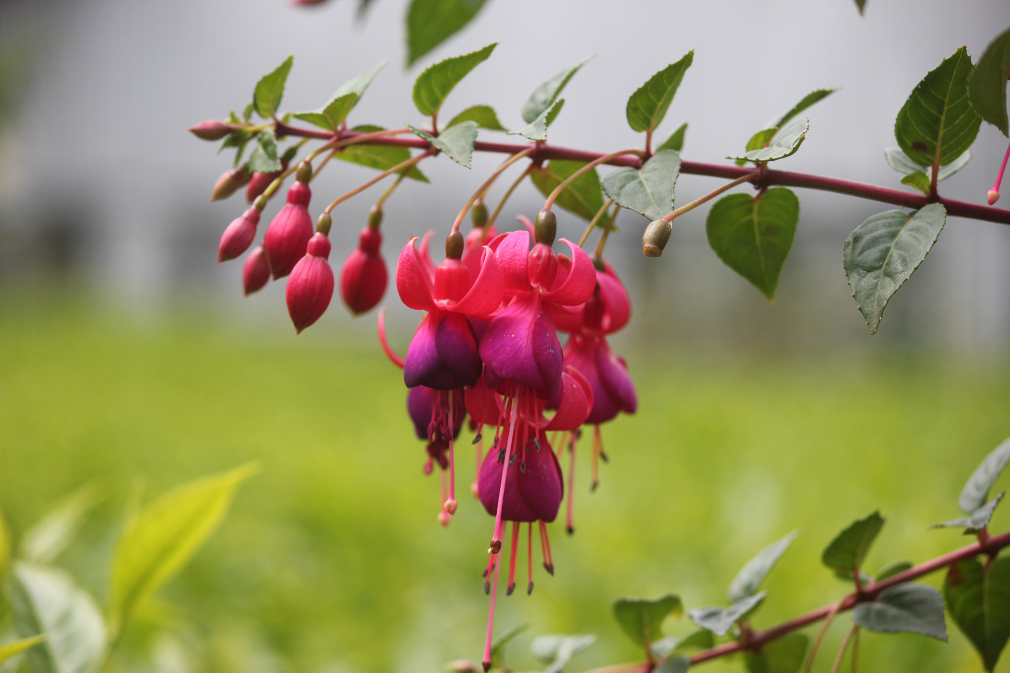 Canon EF-S 55-250mm F4-5.6 IS II sample photo. Img photography