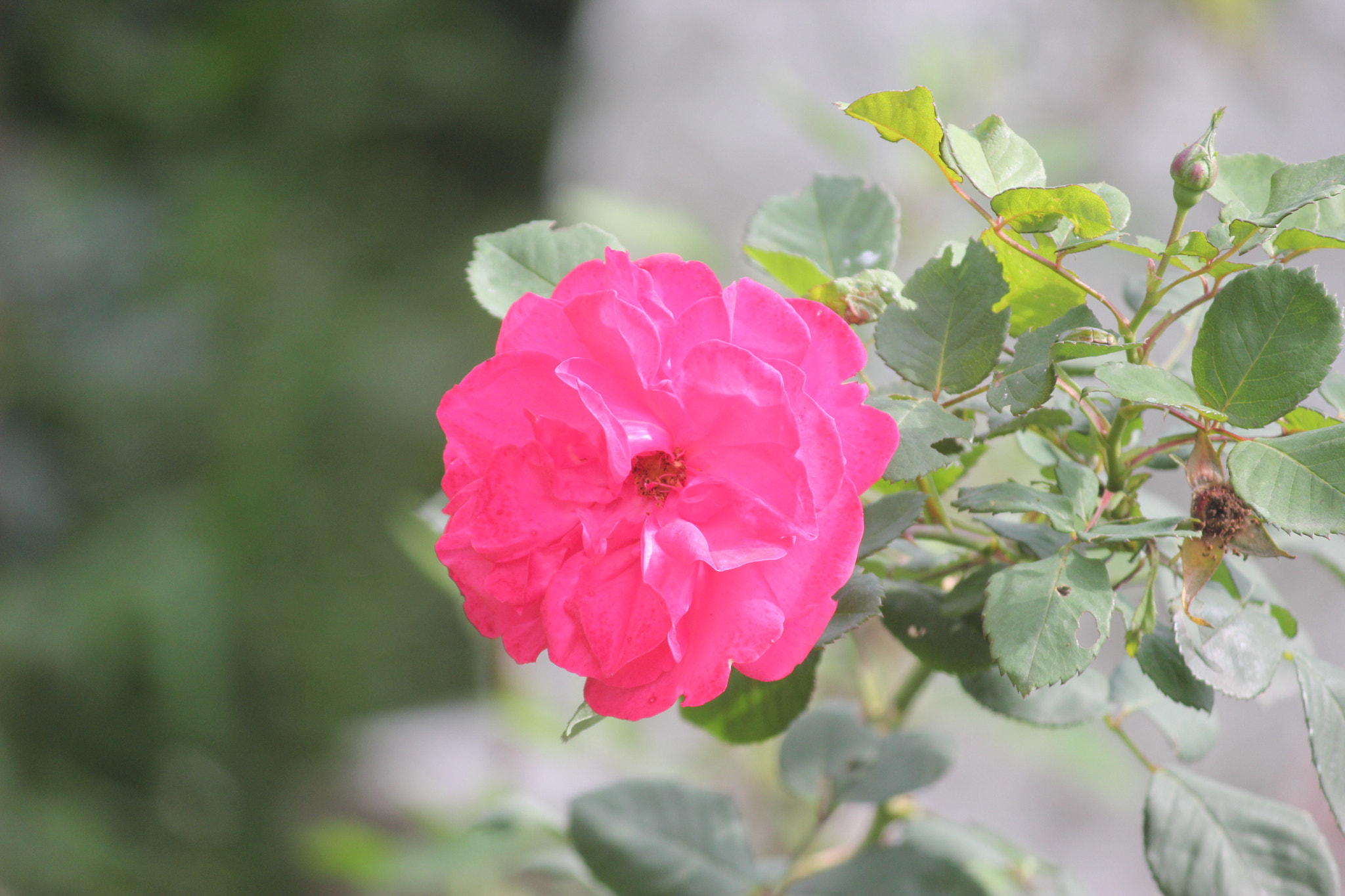 Canon EF-S 55-250mm F4-5.6 IS II sample photo. Img photography