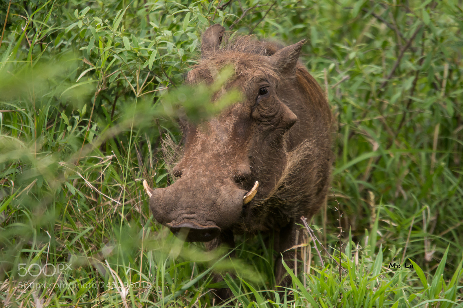 Nikon D7100 sample photo. Facoch re - hluhluwe photography