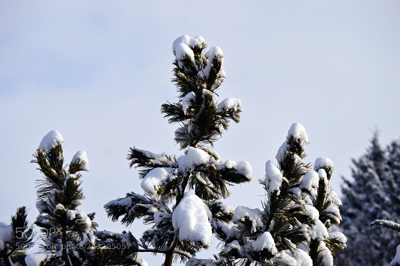 Nikon D3200 sample photo. Winter 2018 photography