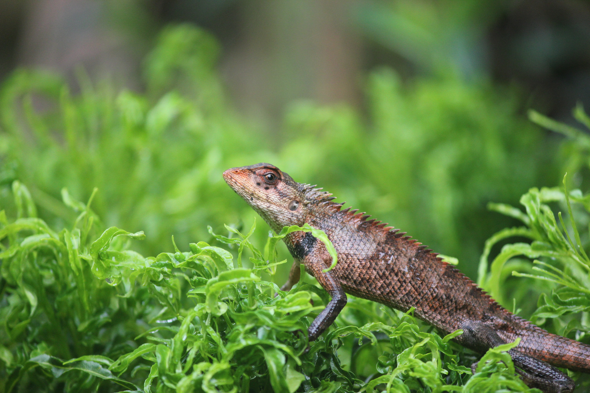 Canon EF-S 55-250mm F4-5.6 IS II sample photo. Img photography