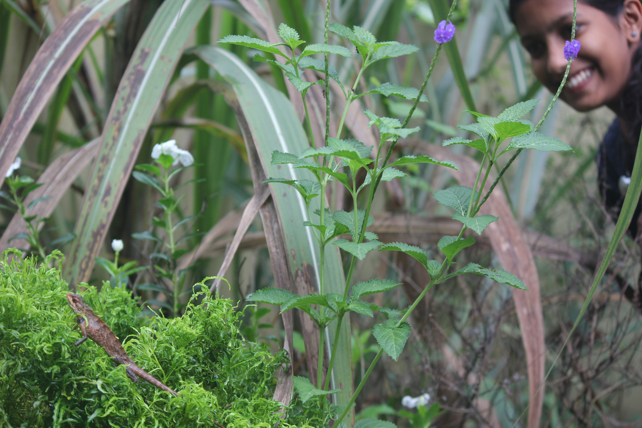 Canon EF-S 55-250mm F4-5.6 IS II sample photo. Img photography