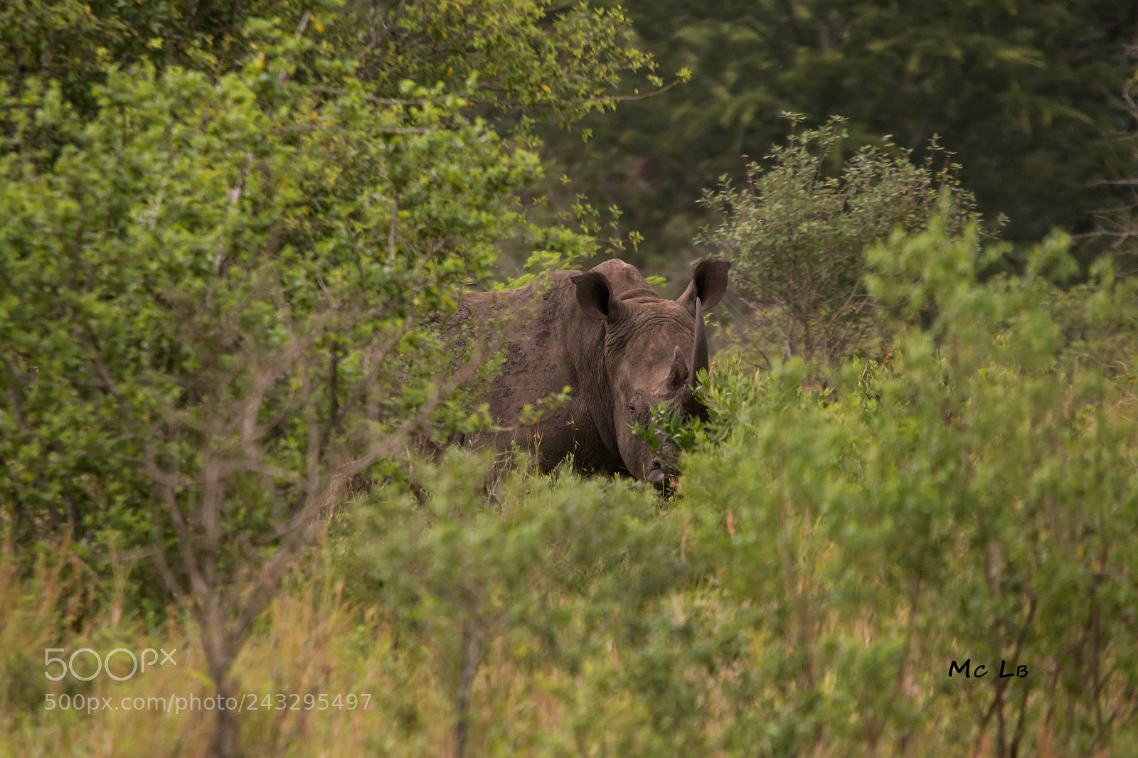 Nikon D7100 sample photo. Rhino blanc - hluhluwe photography