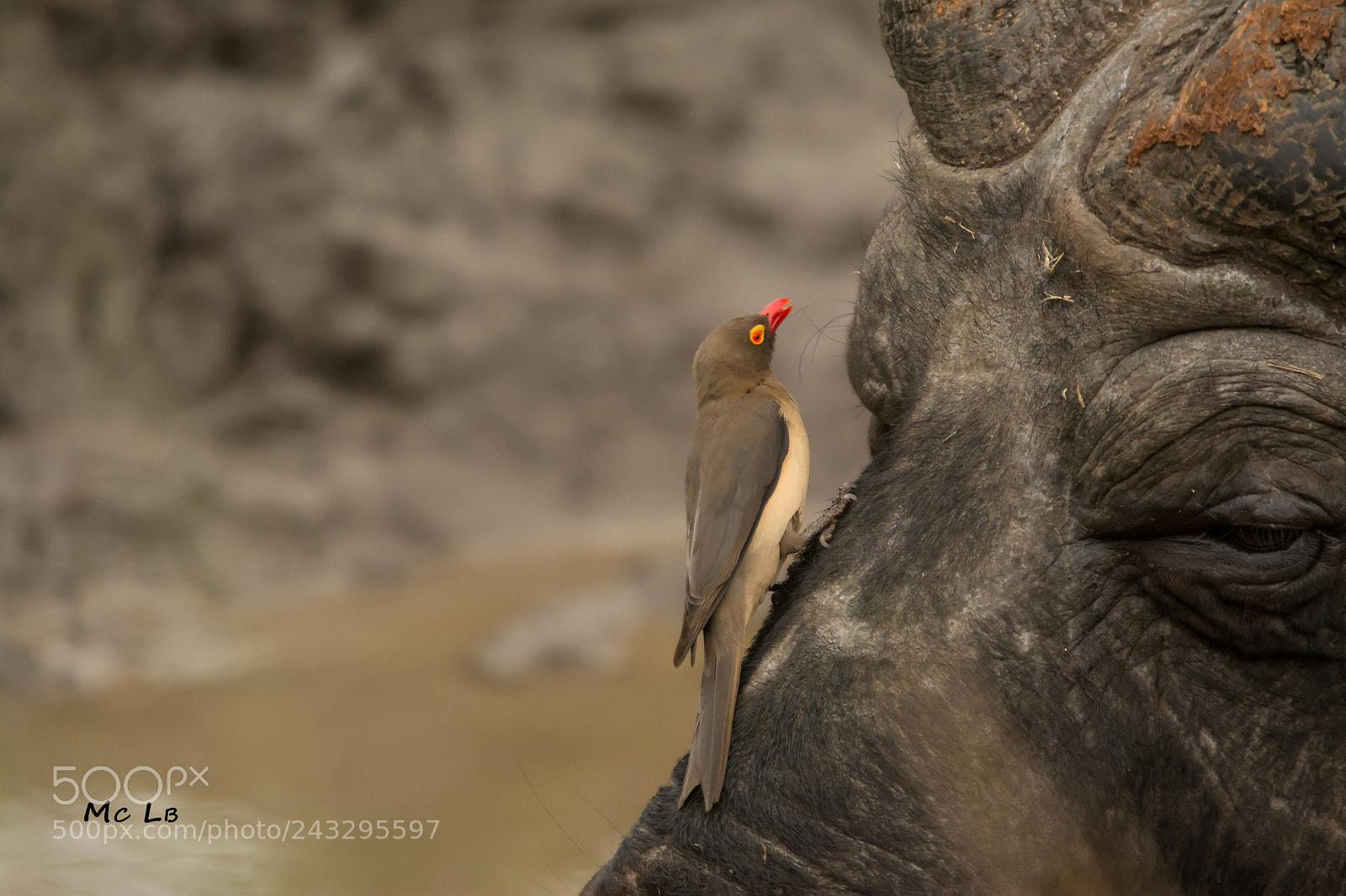 Nikon D7100 sample photo. Pic boeuf - reserve photography