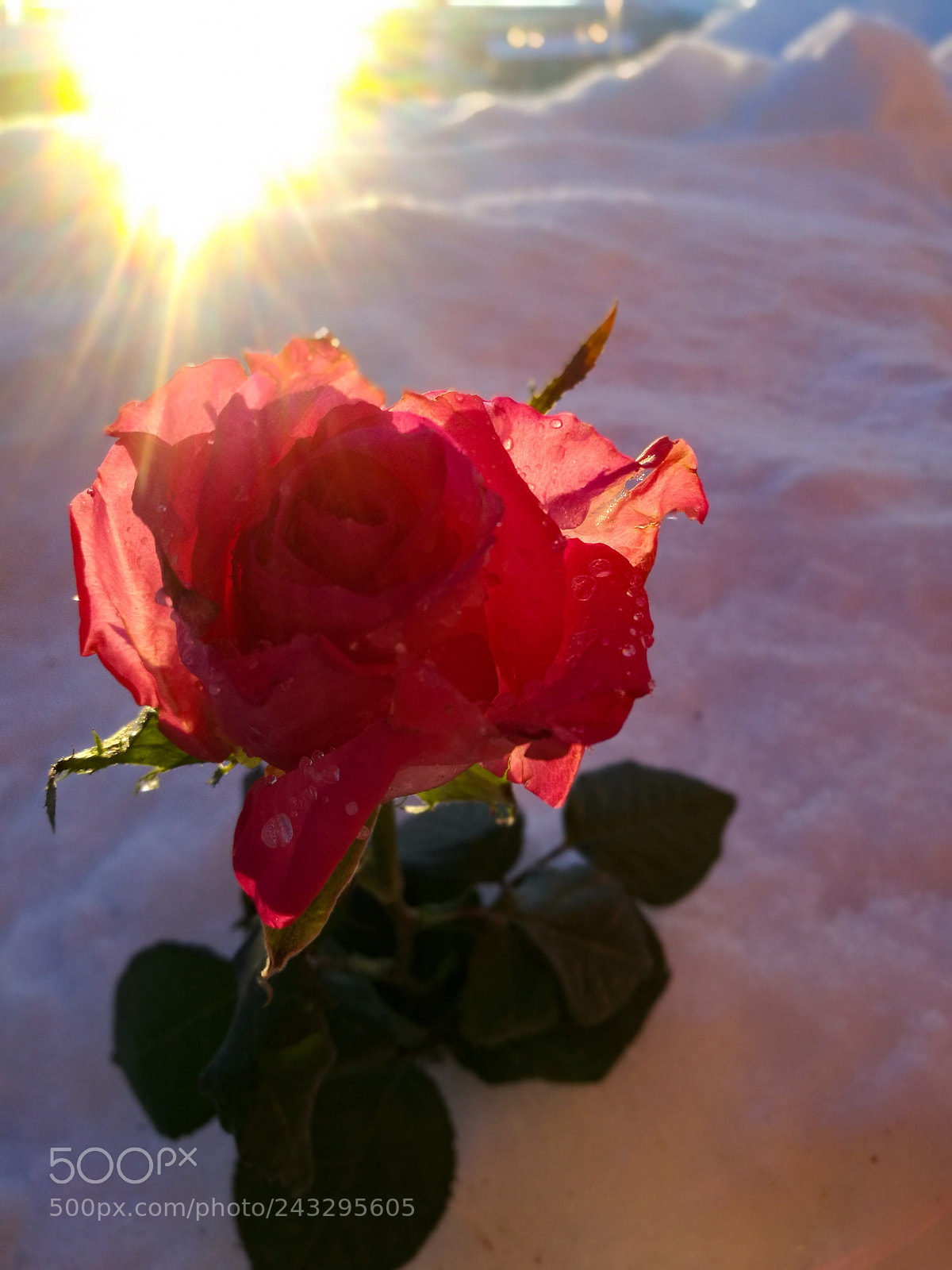 HUAWEI P9 sample photo. Low sun photography