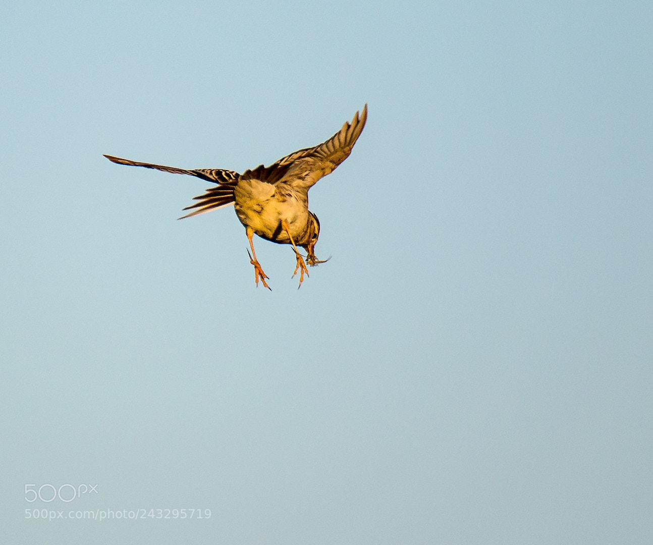 Canon EOS 7D Mark II sample photo. Alauda arvensis with insect photography