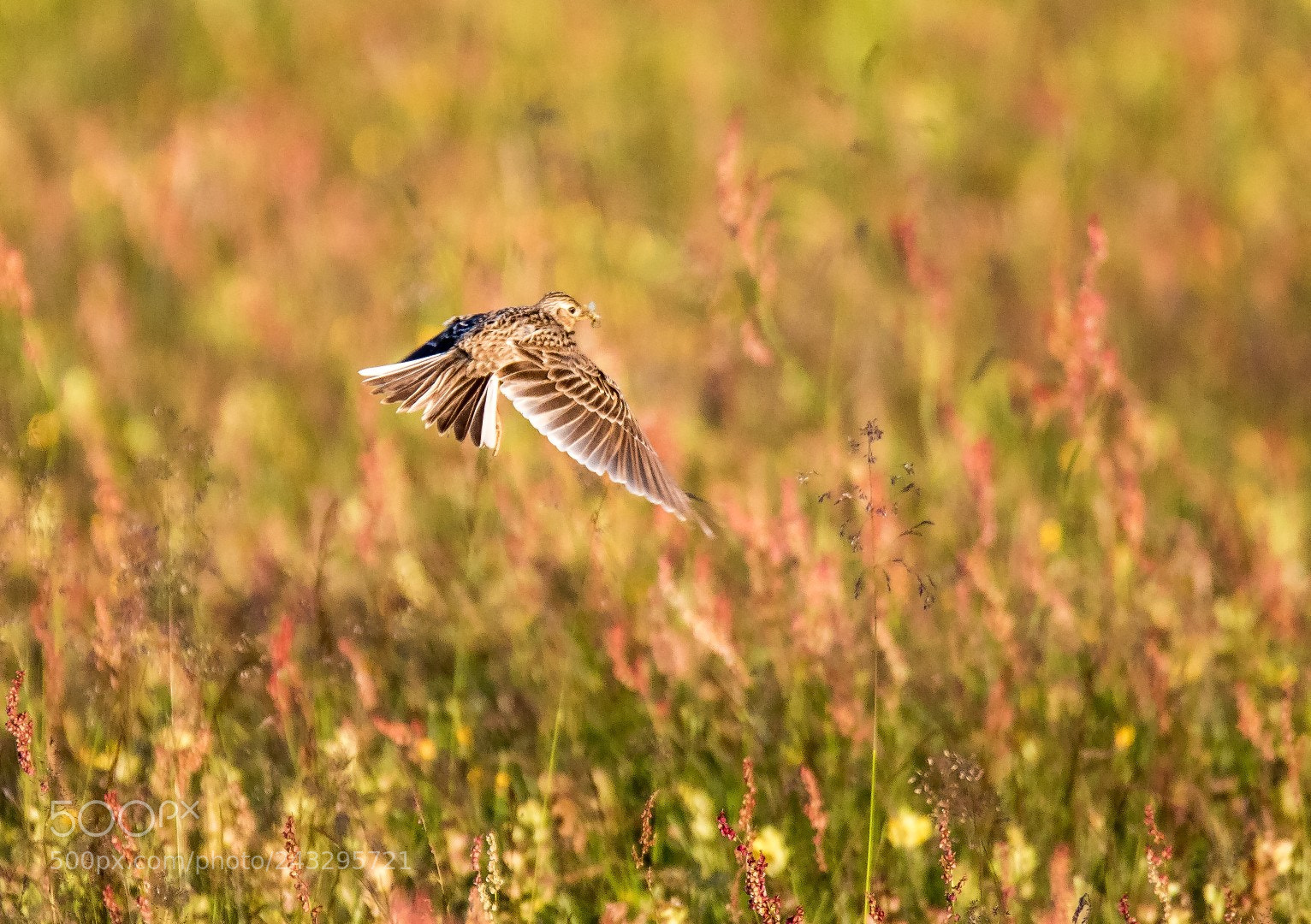 Canon EOS 7D Mark II sample photo. Alauda arvensis over the photography