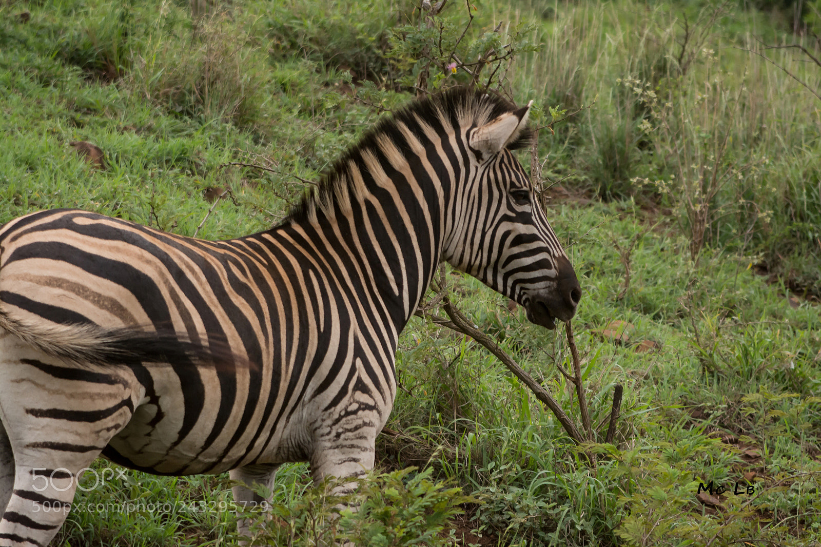 Nikon D7100 sample photo. Z bre - hluhluwe photography