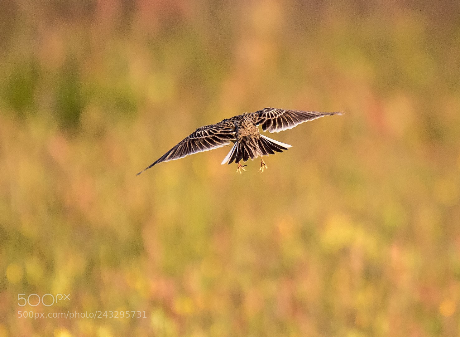 Canon EOS 7D Mark II sample photo. Alauda arvensis from behind photography