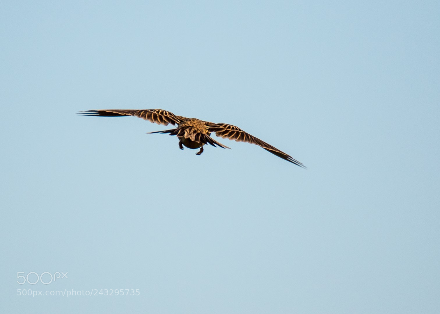 Canon EOS 7D Mark II sample photo. Alauda arvensis from behind photography