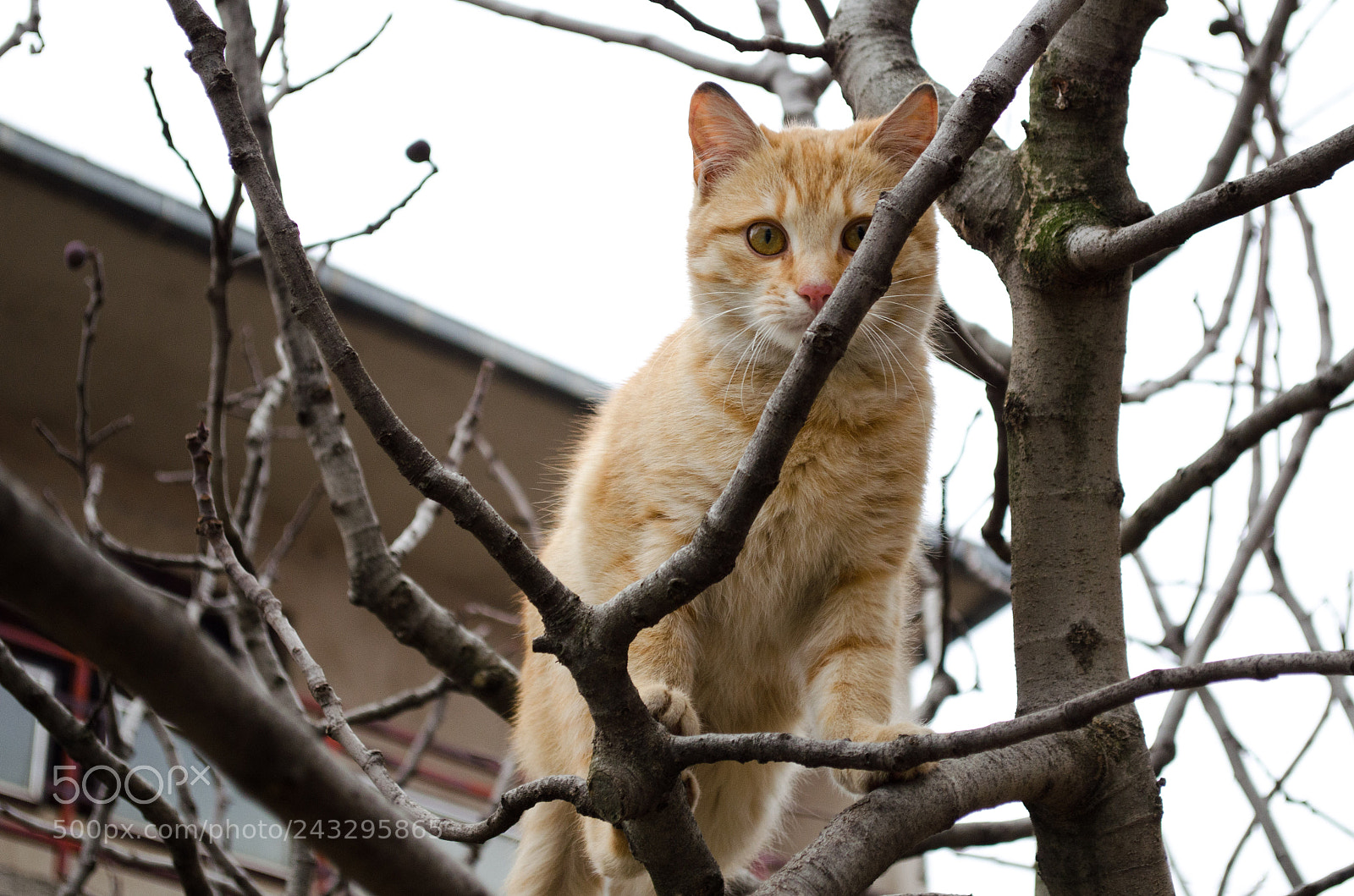 Nikon D5100 sample photo. Moze li biti ludji photography