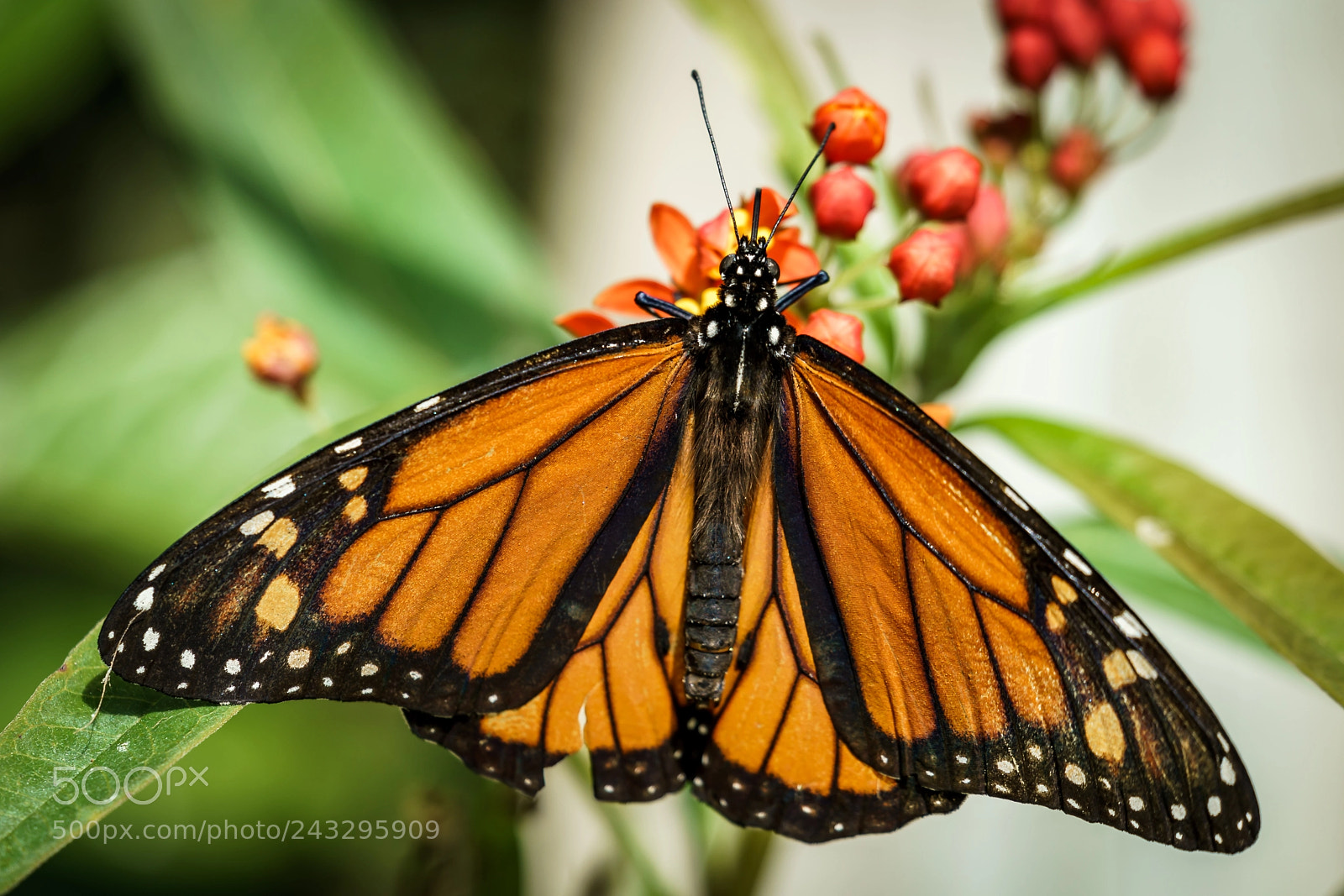 Sony a7R II sample photo. Danaus genutia (stripped tiger) photography