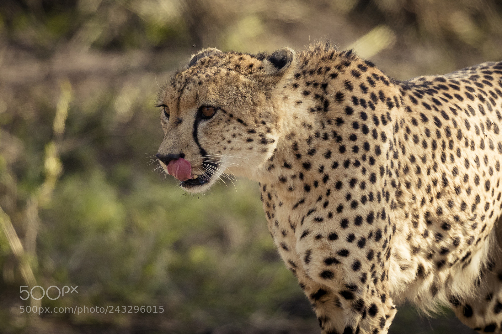 Canon EOS 7D Mark II sample photo. Cat got your tongue? photography