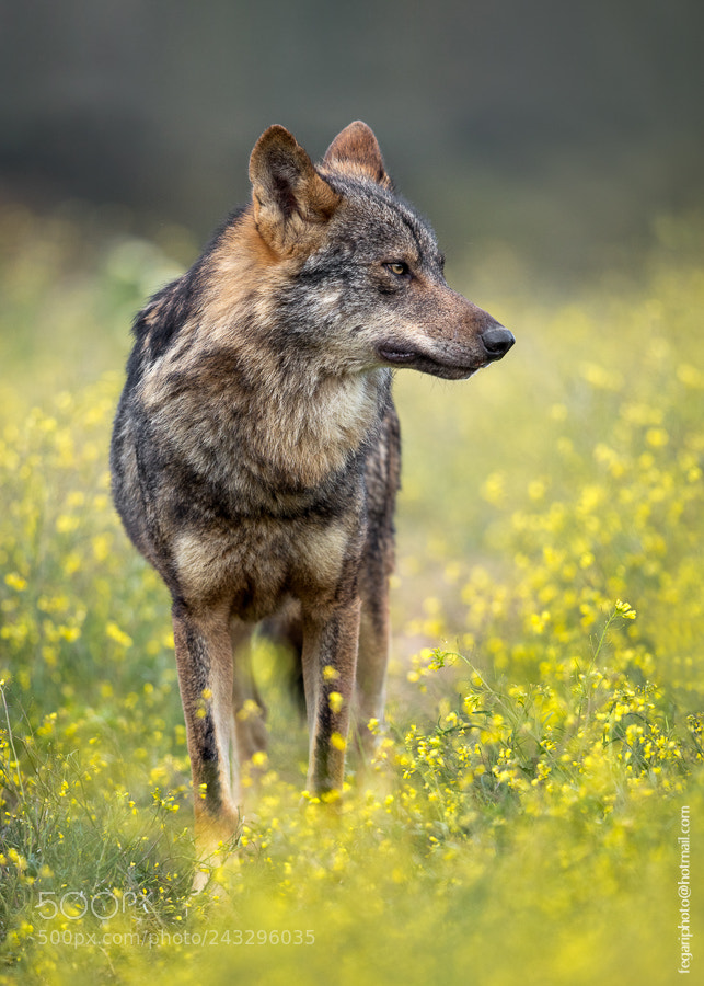 Canon EOS 5DS R sample photo. Iberian wolf photography