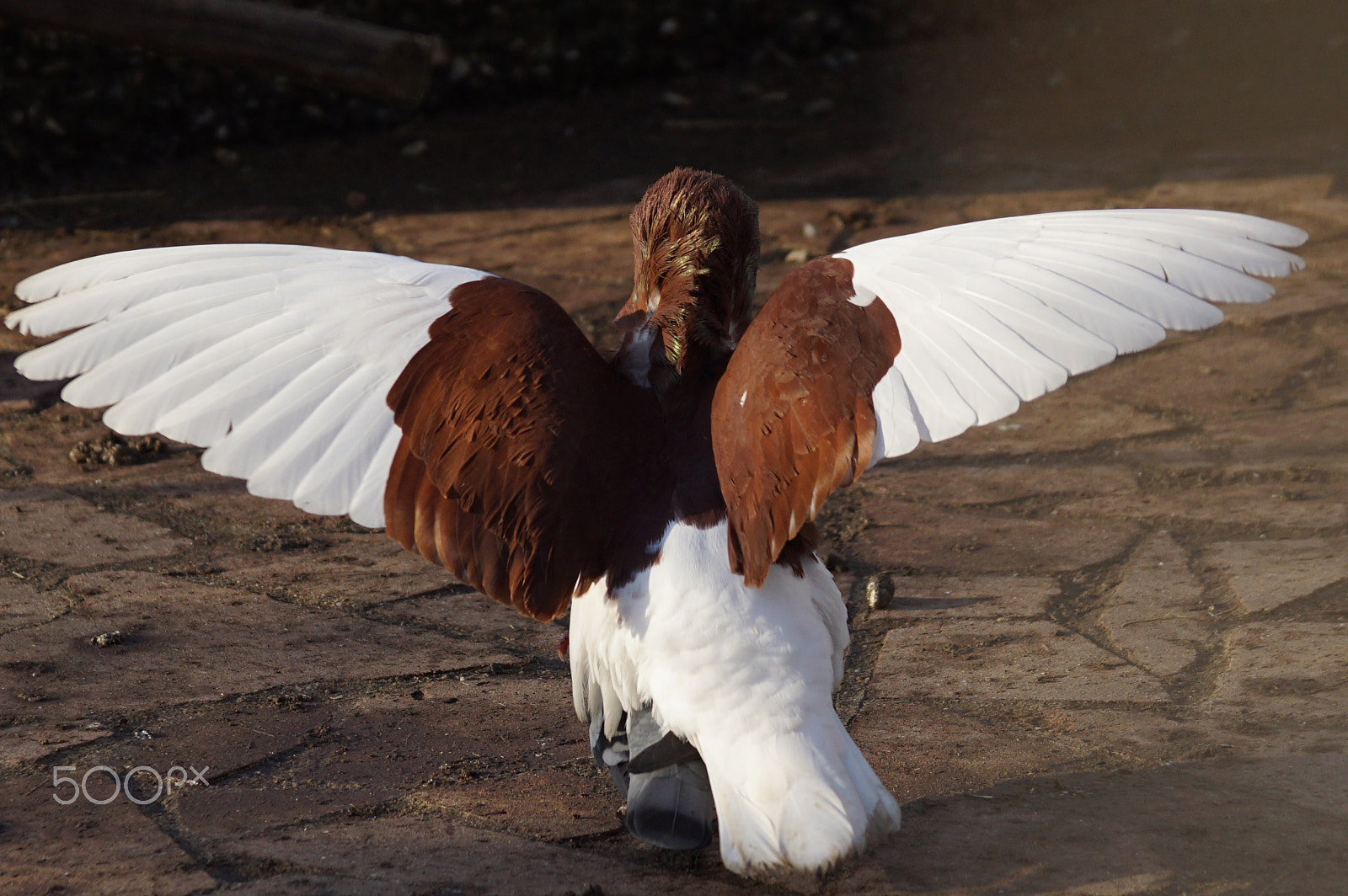 Sony SLT-A68 + Sony DT 55-300mm F4.5-5.6 SAM sample photo. Trying your wings photography