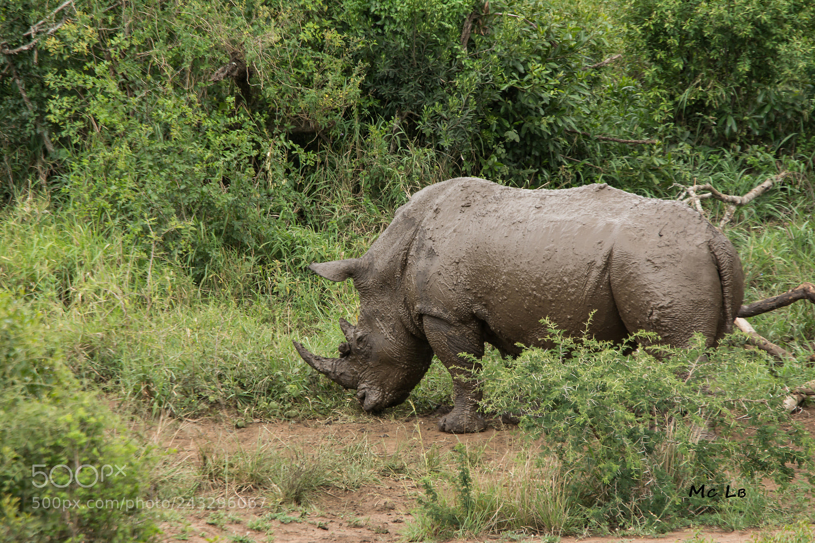Nikon D7100 sample photo. Rhino blanc - hluhluwe photography