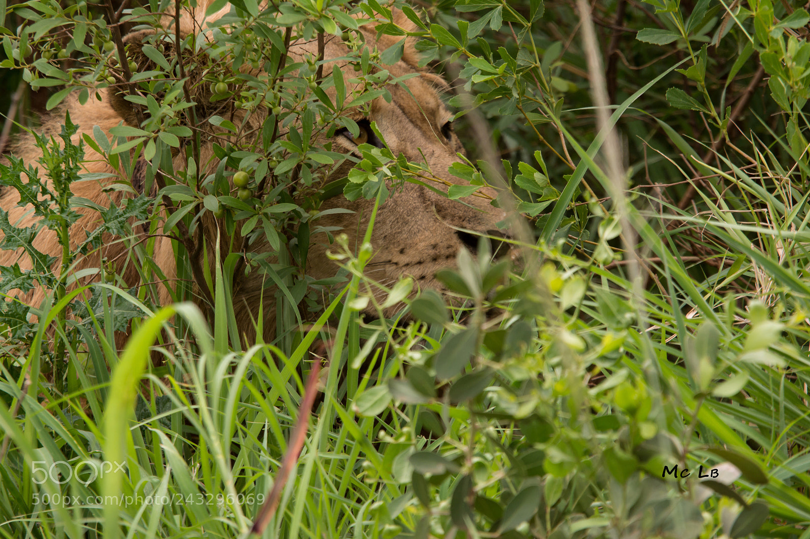 Nikon D7100 sample photo. Lion - reserve hluhluwe photography
