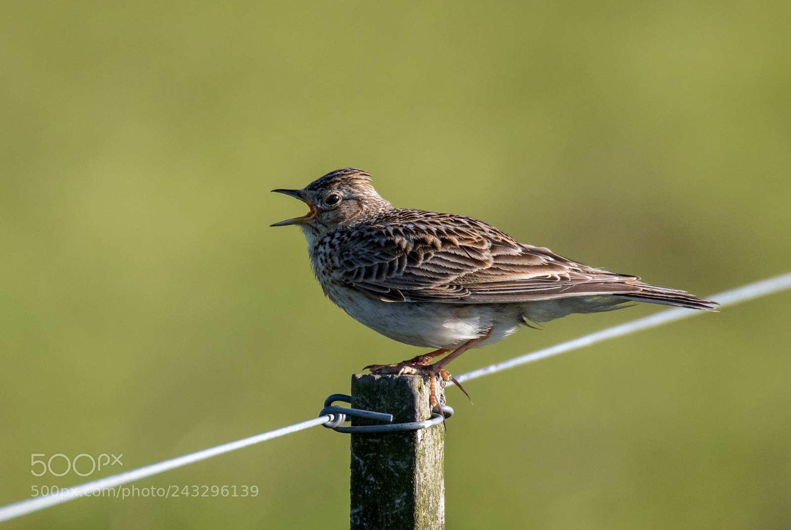 Canon EOS 7D Mark II sample photo. Anthus pratensis photography