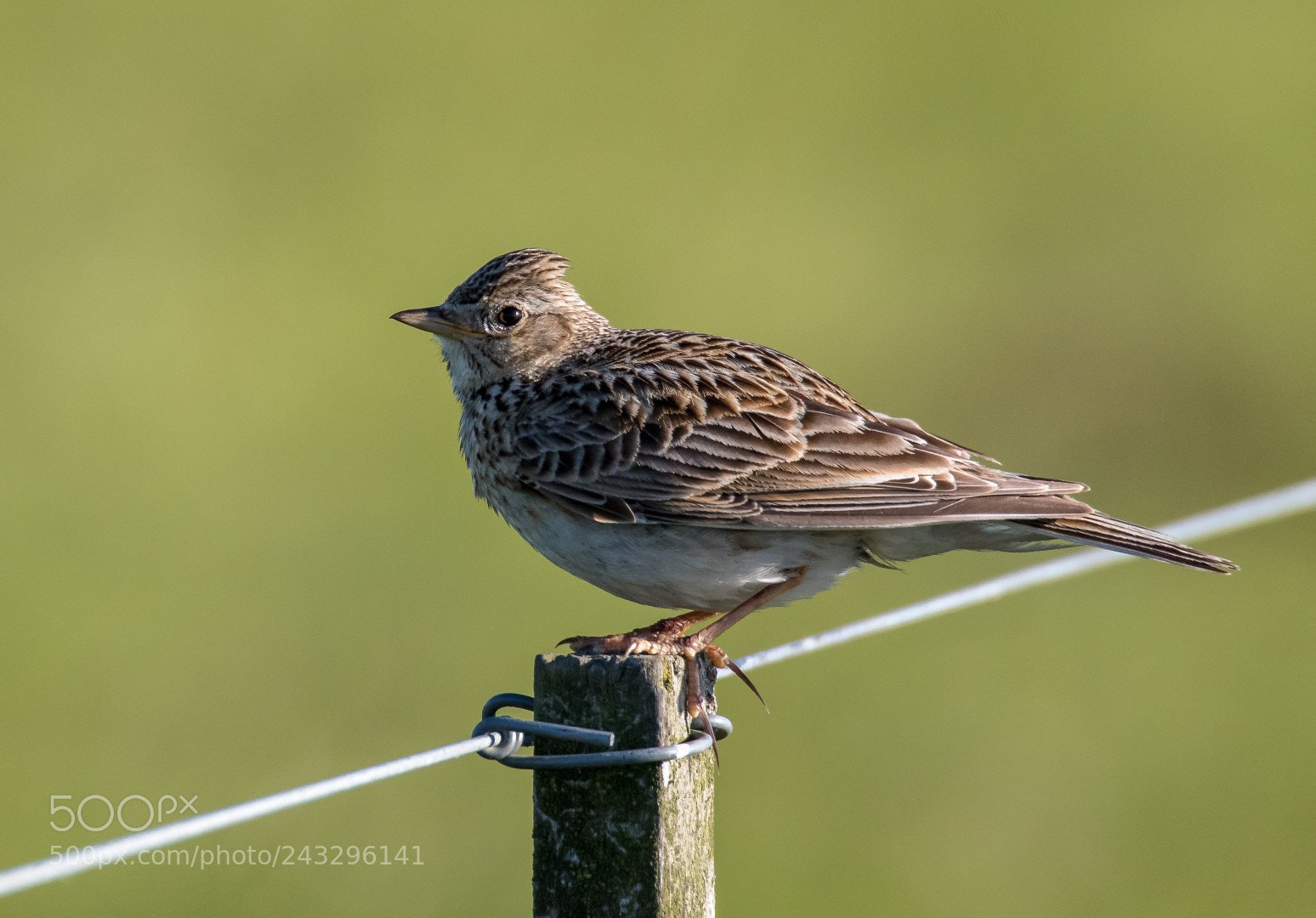 Canon EOS 7D Mark II sample photo. Anthus pratensis photography