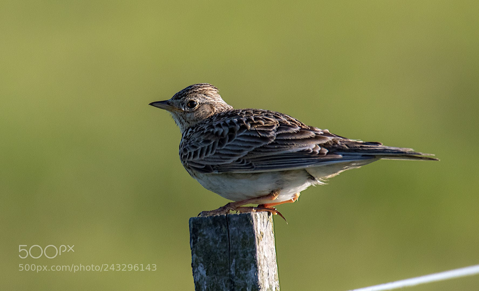 Canon EOS 7D Mark II sample photo. Anthus pratensis photography