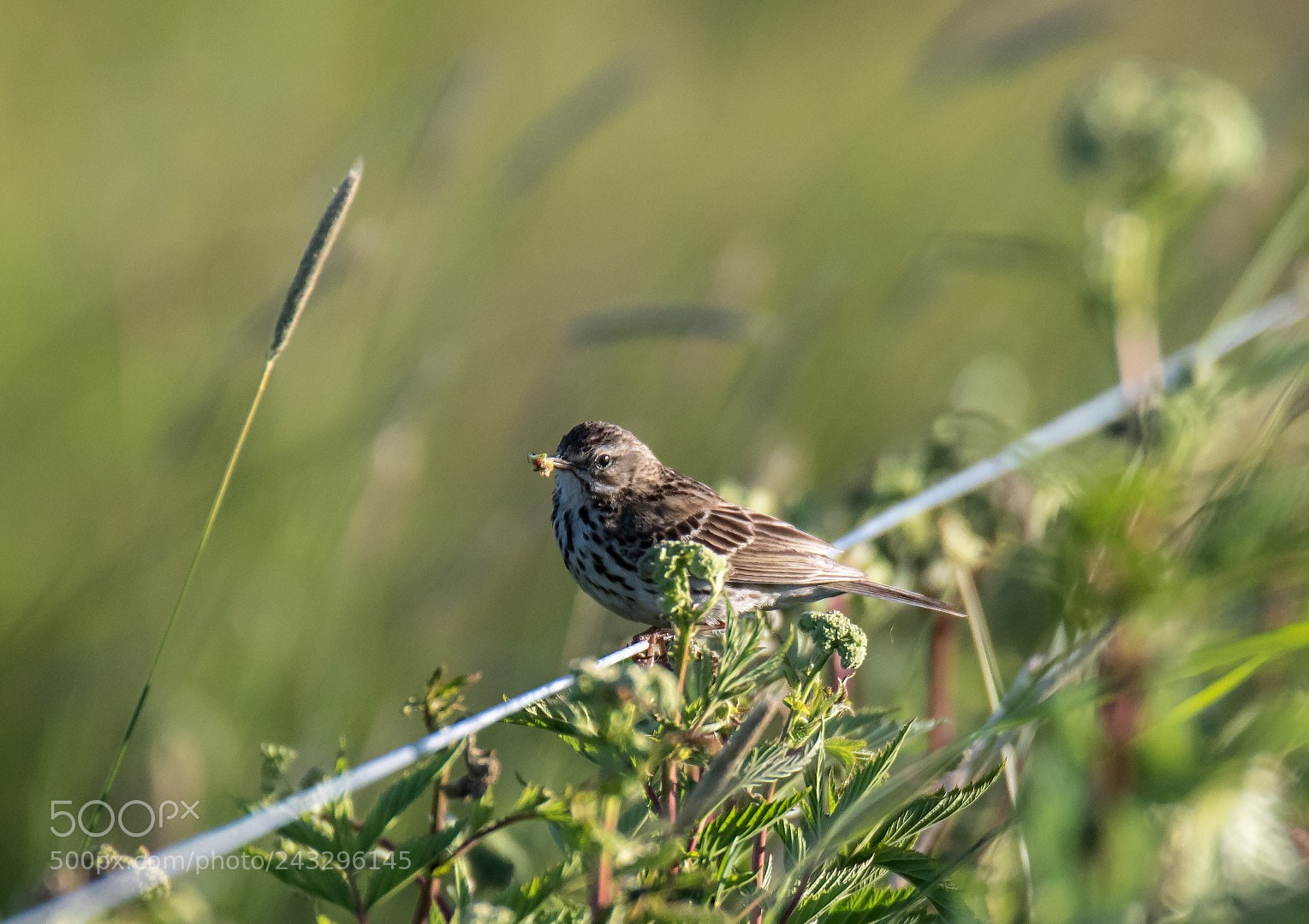 Canon EOS 7D Mark II sample photo. Anthus pratensis photography