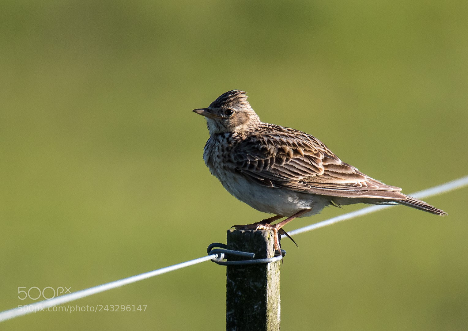 Canon EOS 7D Mark II sample photo. Anthus pratensis photography