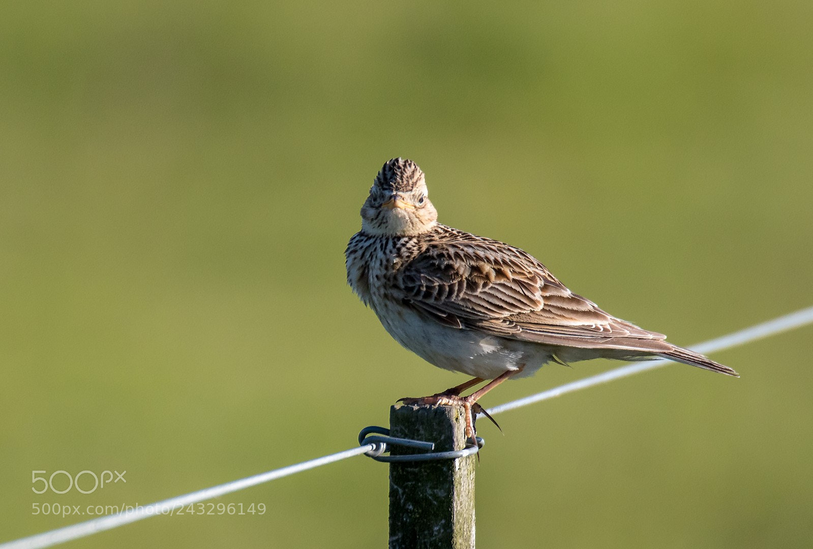Canon EOS 7D Mark II sample photo. Anthus pratensis photography