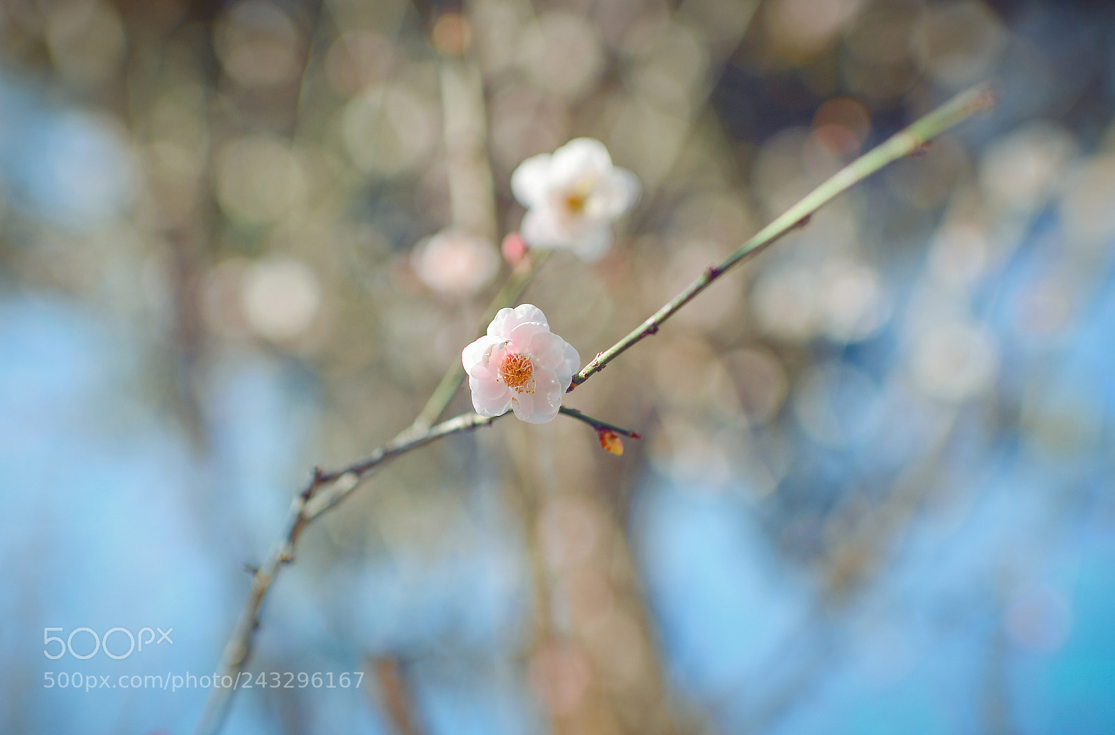 Nikon Df sample photo. 梅花 photography