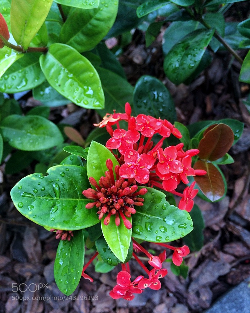 Apple iPhone 5s sample photo. Untitled photography