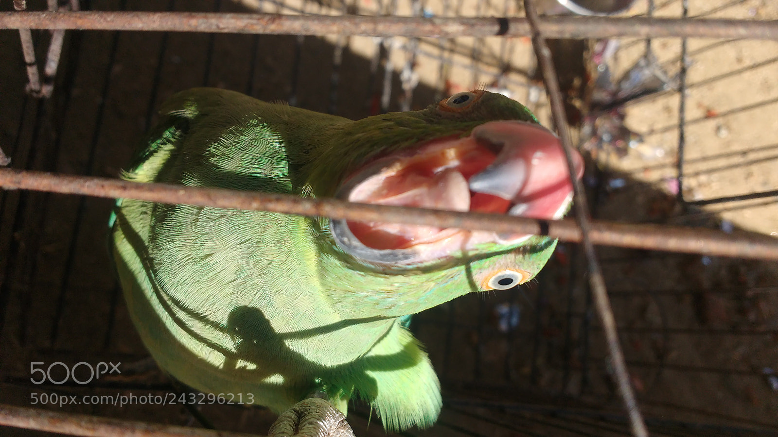 Motorola MotoG3 sample photo. Parrot eat food photography