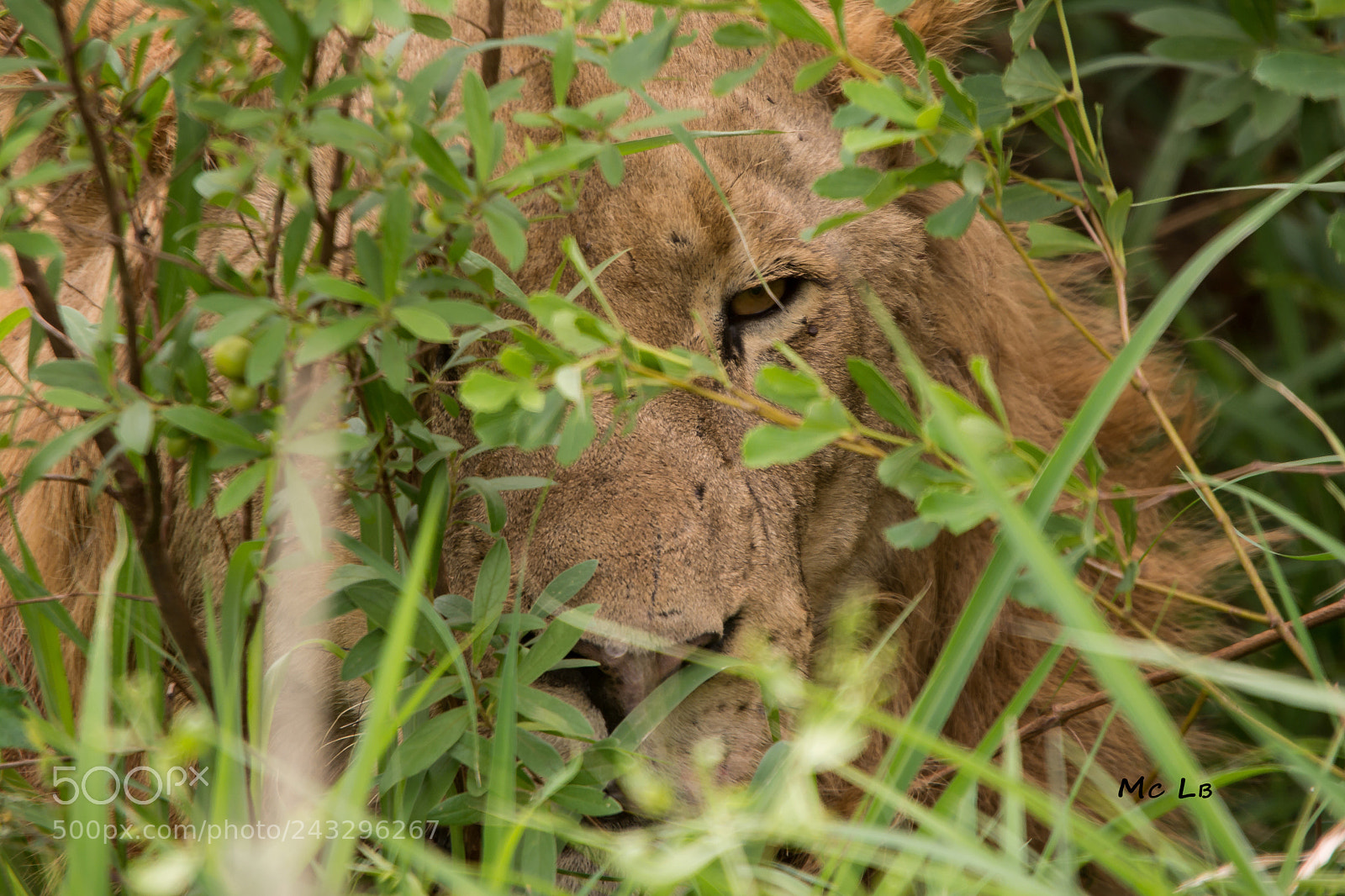 Nikon D7100 sample photo. Lion - reserve hluhluwe photography