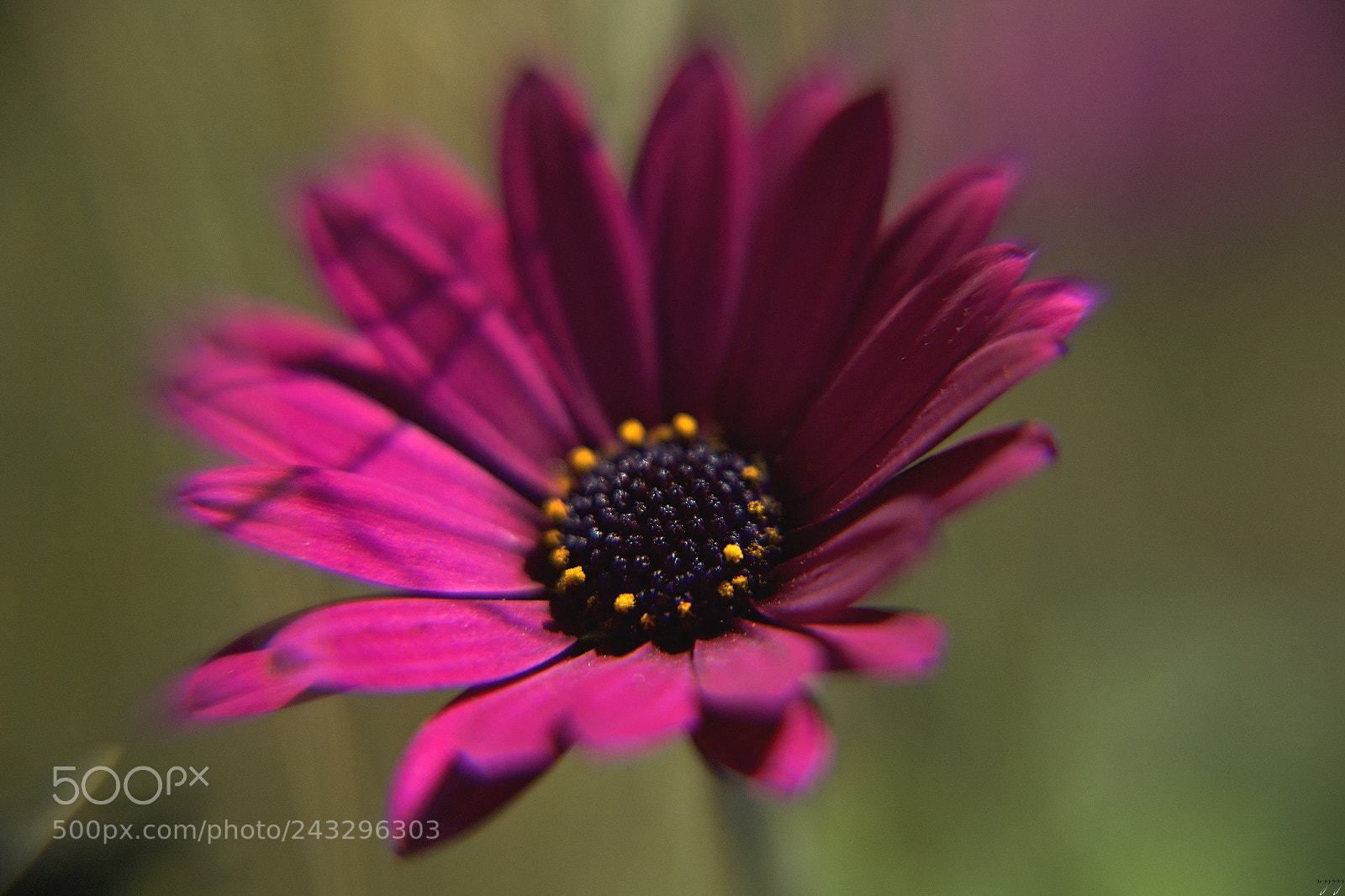 Nikon D3100 sample photo. Pick-me...✩✩✩ photography