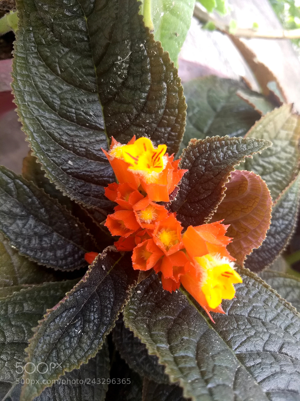 Motorola Moto G (5) Plus sample photo. Orange decor.. photography