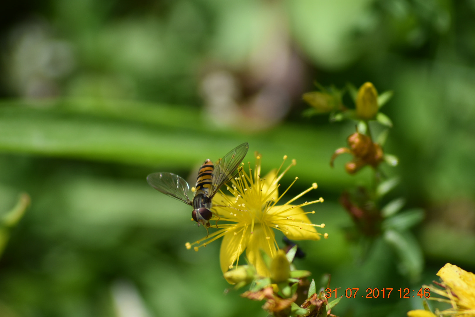 Sigma 70-300mm F4-5.6 APO DG Macro sample photo. Hoverfly photography
