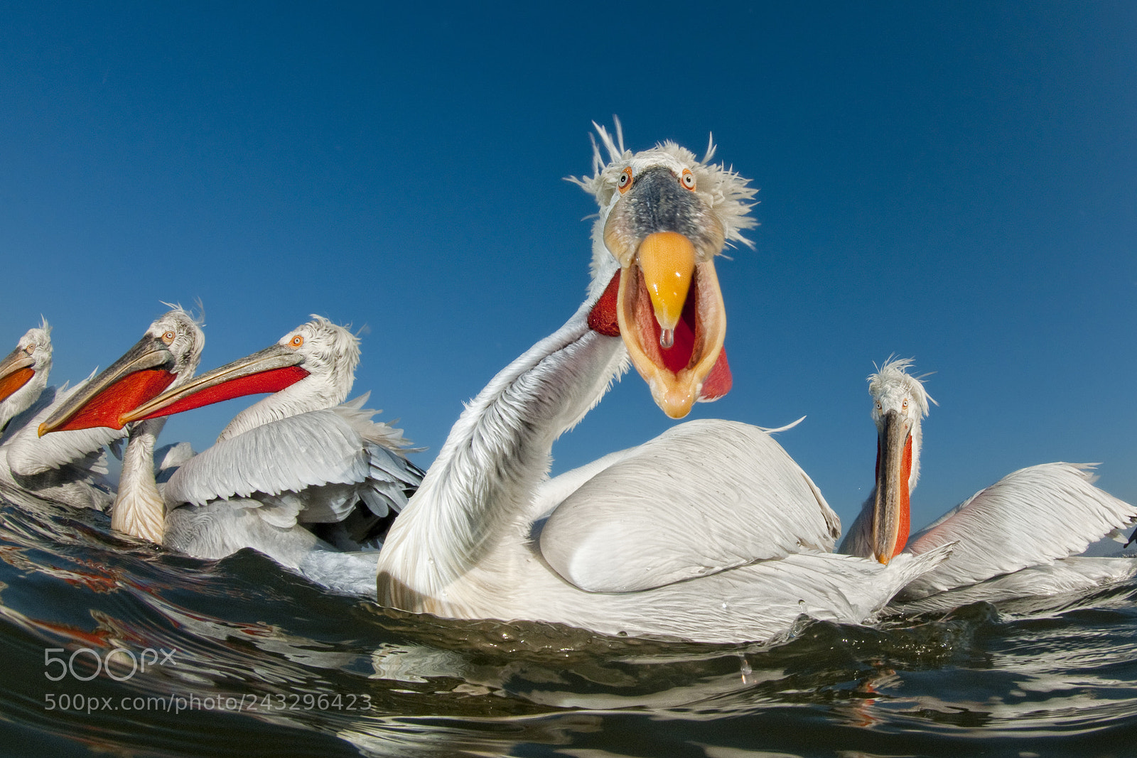 Nikon D300S sample photo. Dalmatian pelican photography