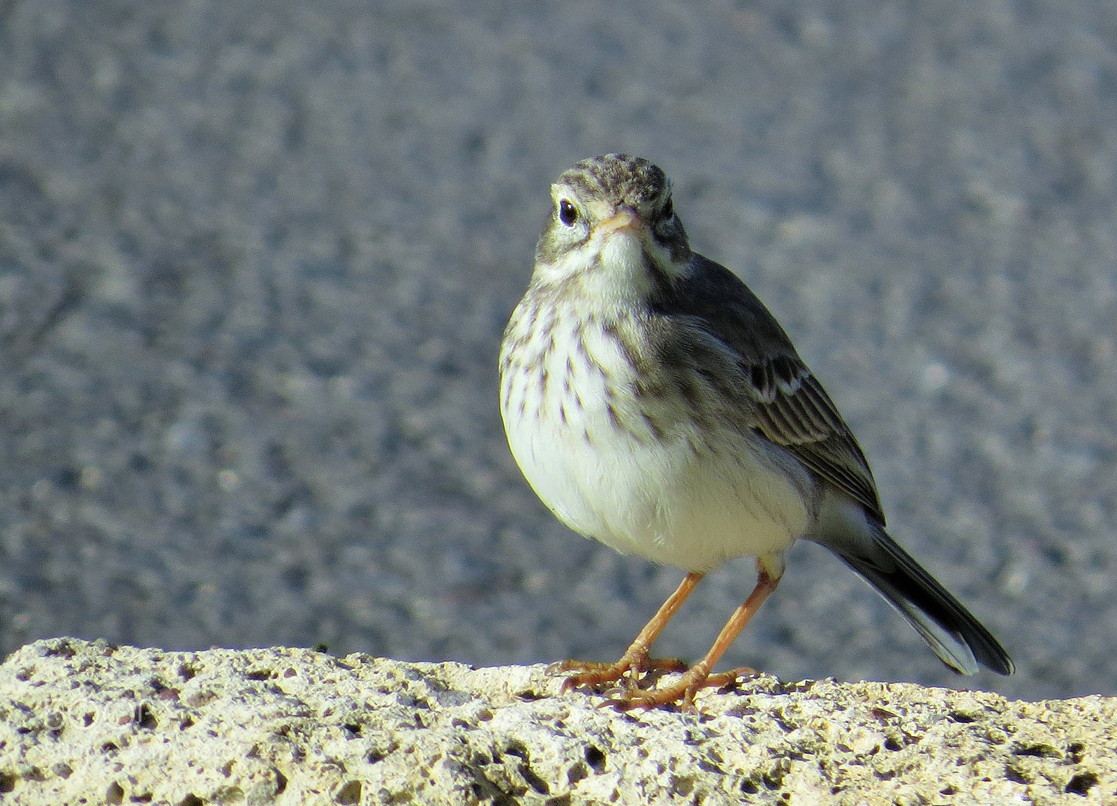 Canon PowerShot SX50 HS sample photo. Proud gray bird () photography