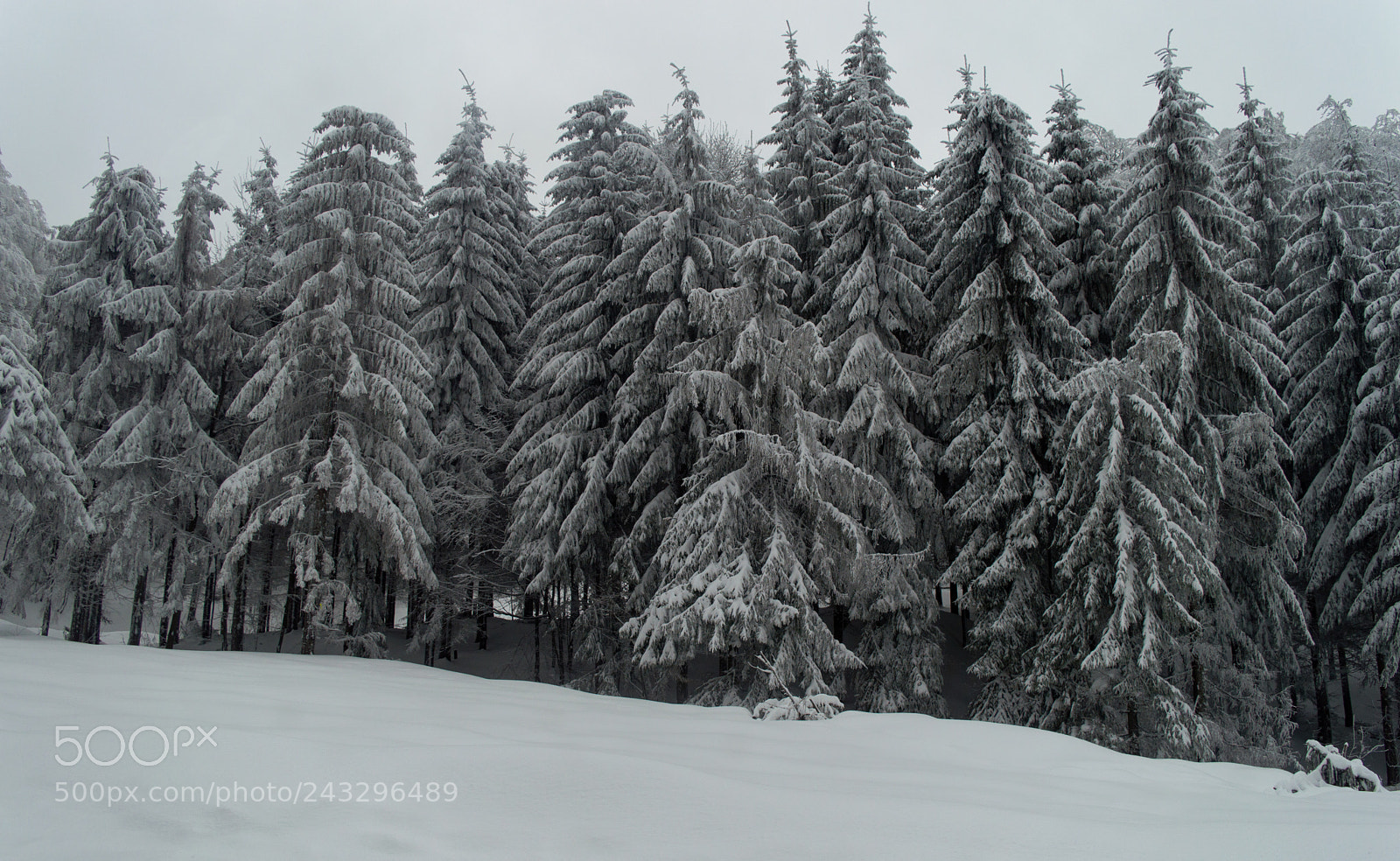 Nikon D3200 sample photo. Wild forest photography